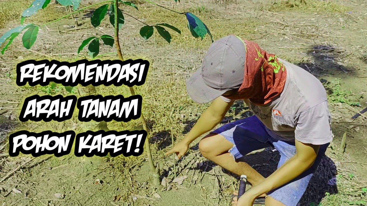 begini cara kami menanam pohon karet