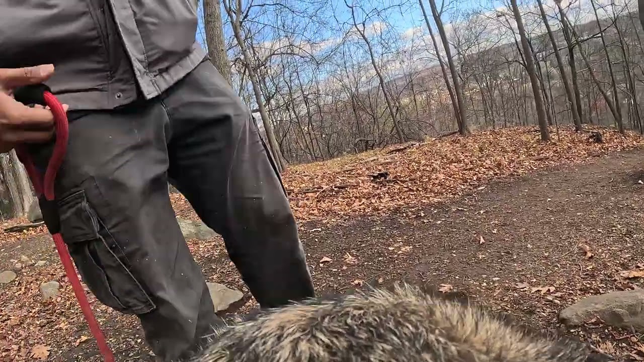 milo on a hike and its windy