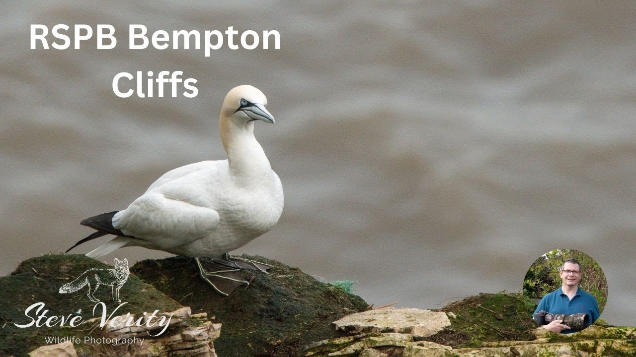 RSPB Bempton Cliffs