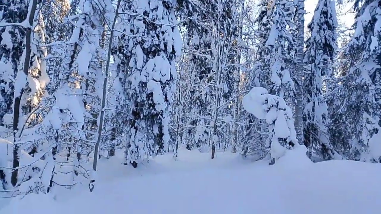 Лыжная прогулка  15 января 2026
