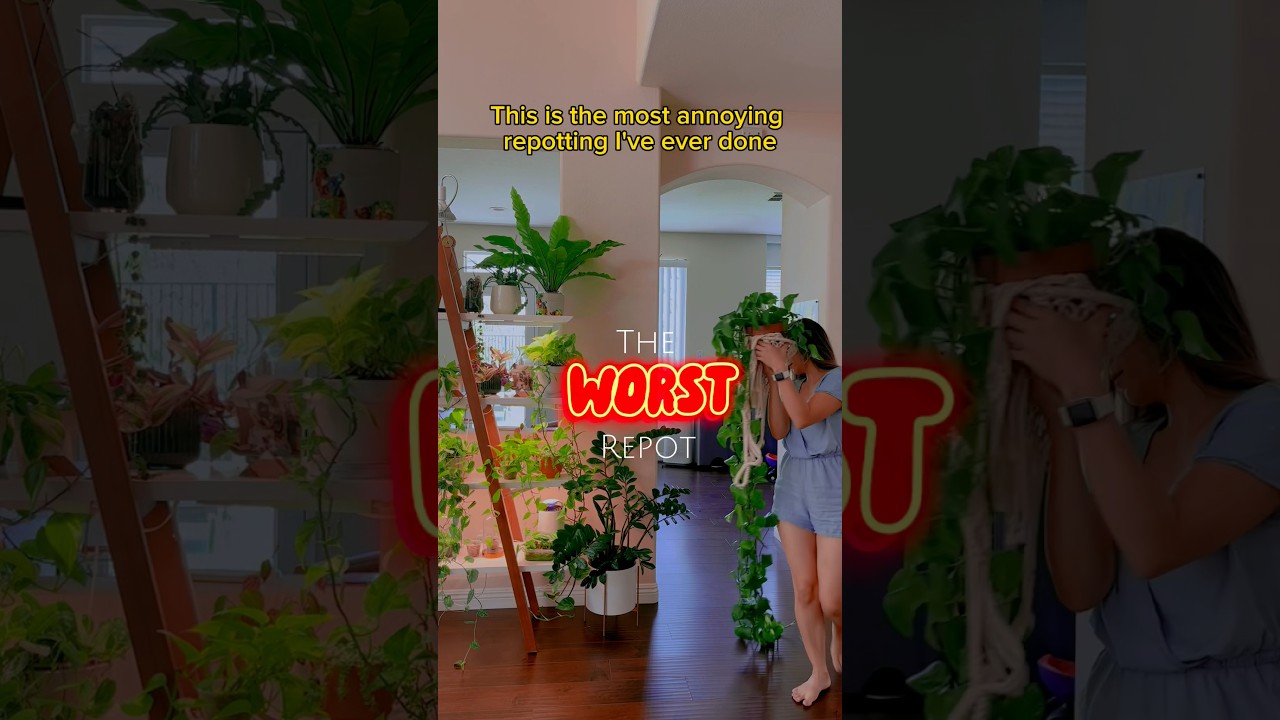 The WORST Repot #shorts #houseplants #indoorplants #plantcare #tips #pothos #repotting #propagation