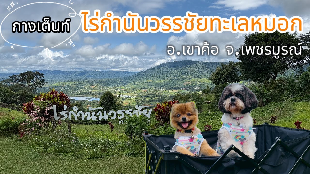 ไร่กำนันวรรชัยทะเลหมอก | กางเต็นท์ที่ อ.เขาค้อ ในราคา150 | EP.3