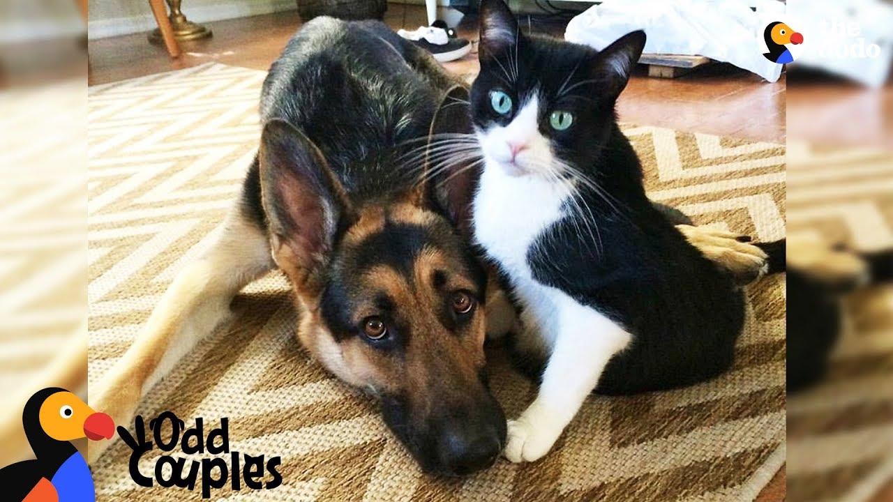 Cat's Baby Brother Is A Big Dog &mdash; And They're Best Friends - ALVIN & BARON | The Dodo Odd Couples