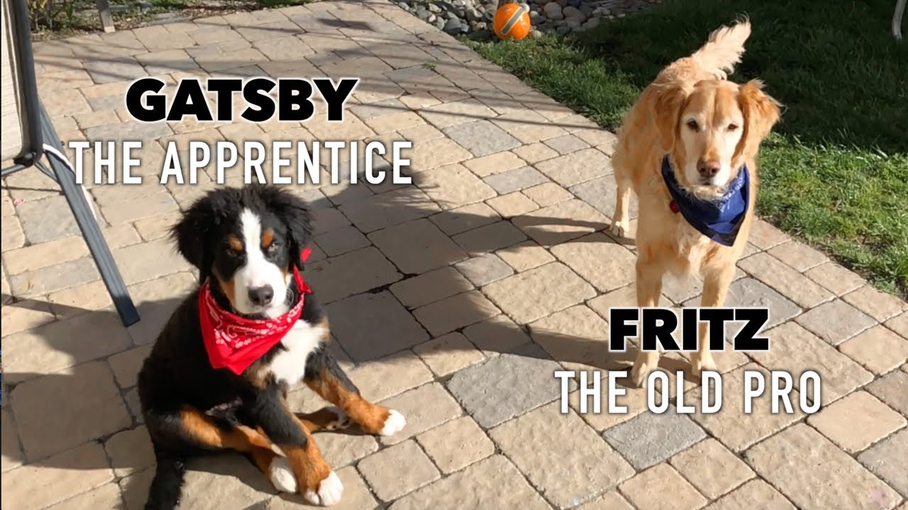 Fritz Mentors His Little Brother