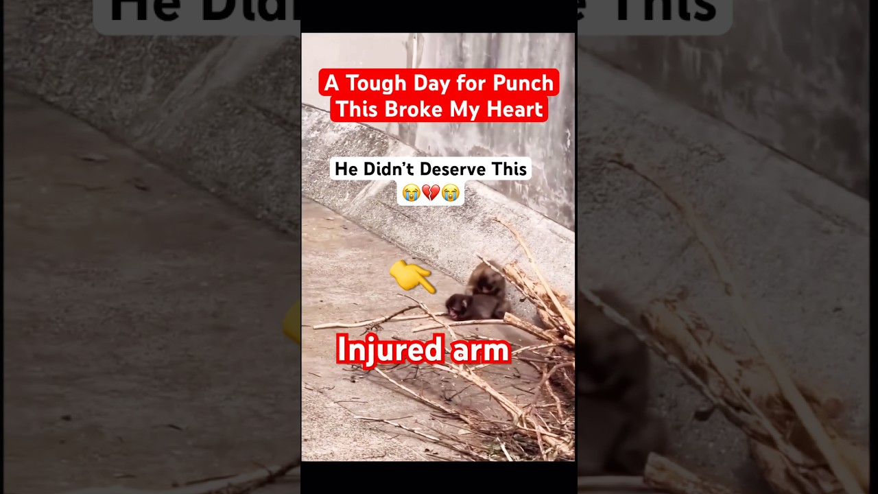 Punch Got Hurt 💔 #punch #viralmonkey #babymonkey