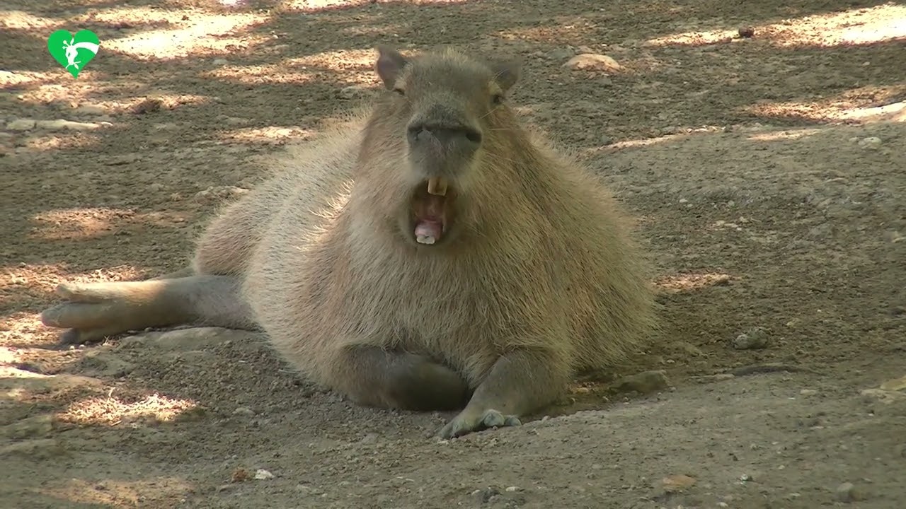 Caldo e animali al Bioparco di Roma