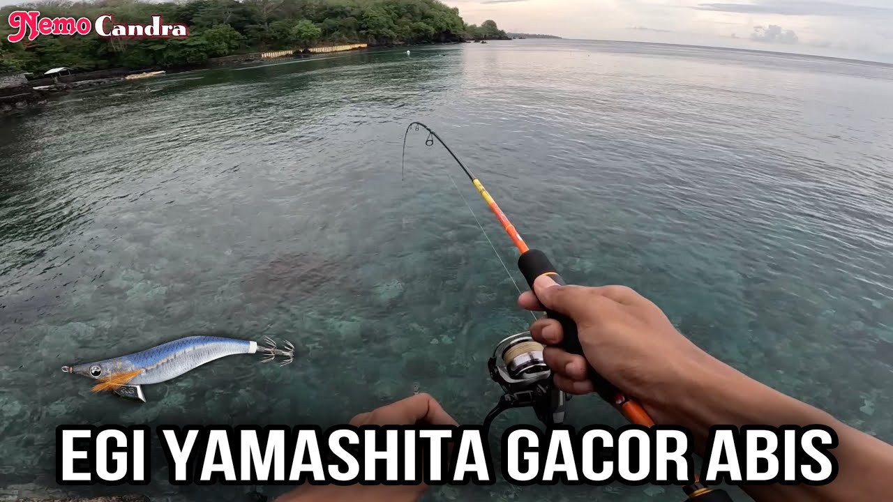 Mancing cumi pake egi Yamashita bisa bikin cumi makin ganas makannya