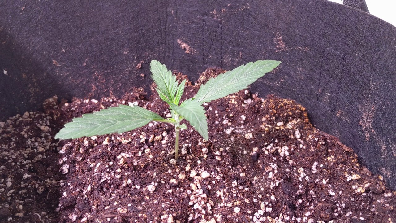 Auto Seeds Candy Kush - Day 9