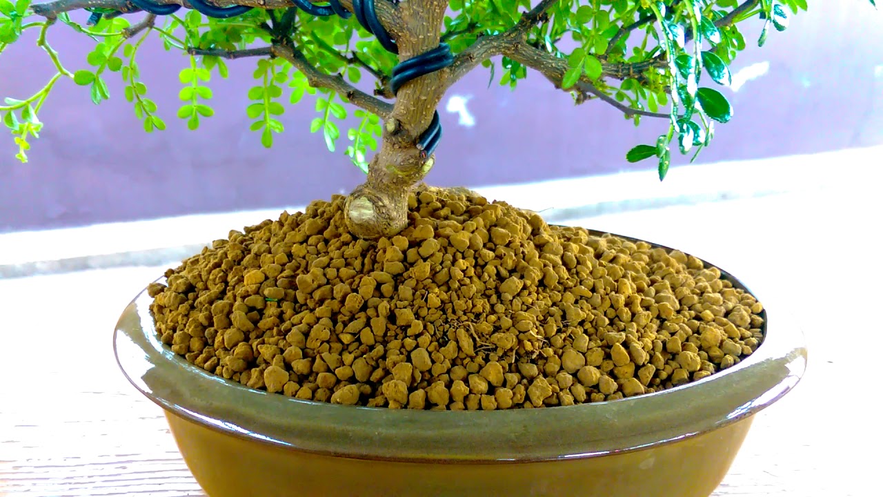Bonsai alakítás (borsfa)