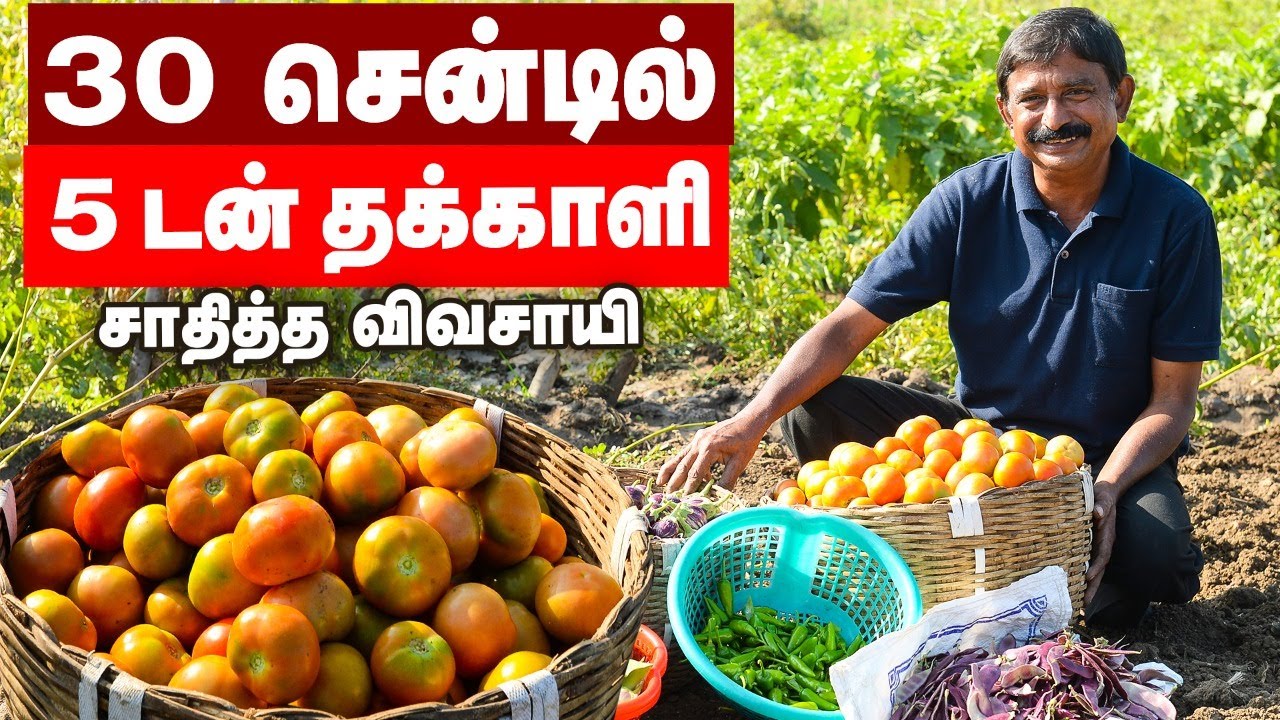 30 சென்டில் 5 டன் தக்காளி மகசூல்... வழி சொல்லும் விவசாயி! #PasumaiVikatan #Tomatto