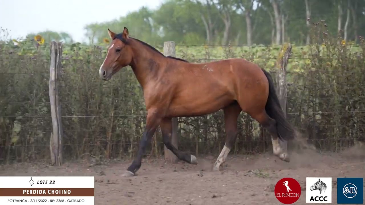 Lote 22 Perdida Choiino