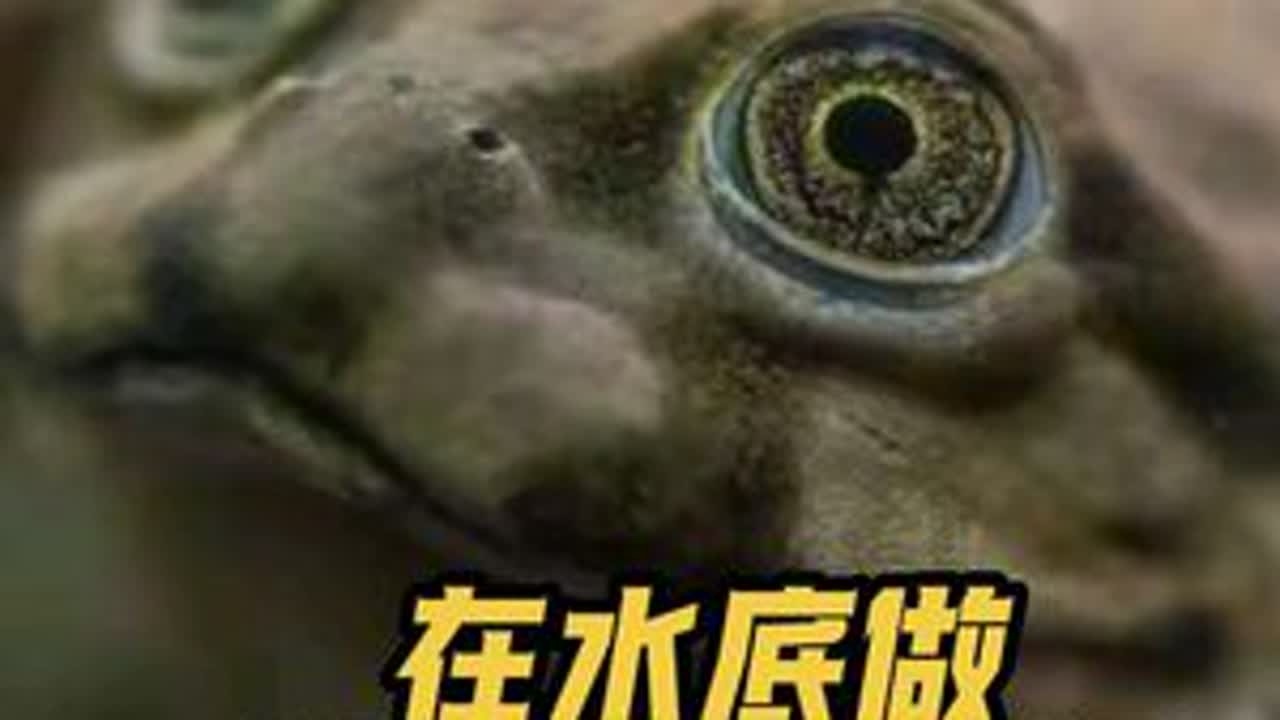 这蛤蟆为什么一直在水底做俯卧撑？的的喀喀湖水蛙 #爬宠 #异宠 #神奇动物在抖音 #动物科普 #爬宠日常