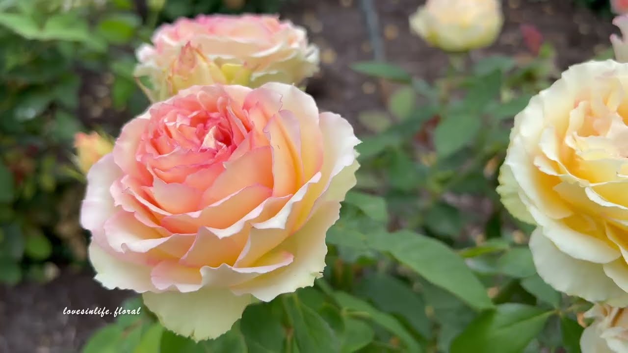 Peachy Orange Roses , Portland International Rose Test Garden, Oregon