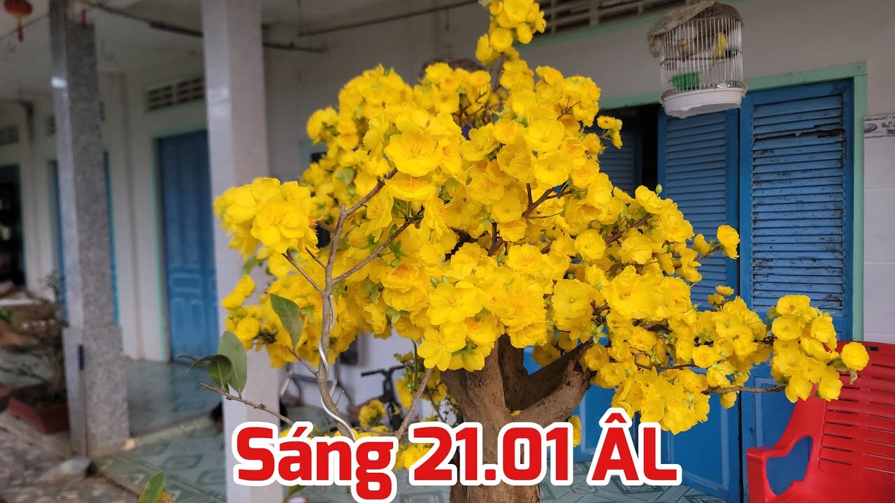 Sáng 21/01 ÂL - Các Giống Mai Nở Hoa Sau Tết