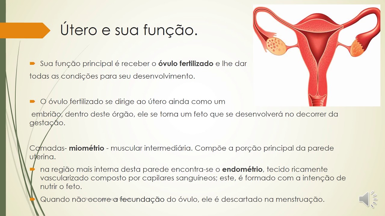 Anatomia dos &oacute;rg&atilde;os genitais feminino. Aula de enfermagem obstetrica,  aula1.