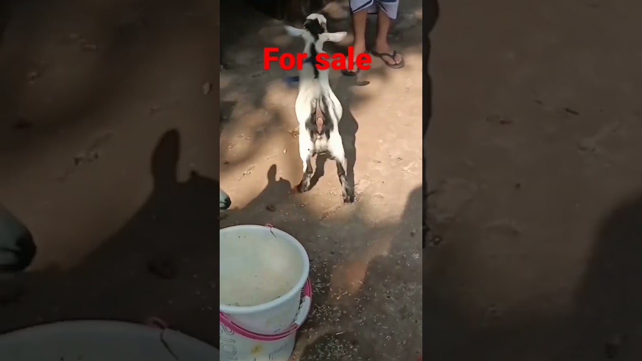 Goats for sale| #goat | fancy Goat
