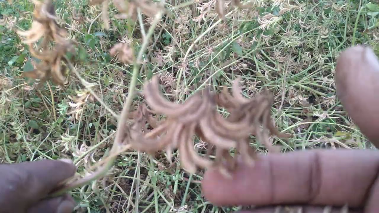 @sitaramgoogleforcreators 🌎Live #.g.#.yt.#N/A#बिल्कुल नईं किस्म की अलसी (तीसी)से भी छोटी मेंथी।.