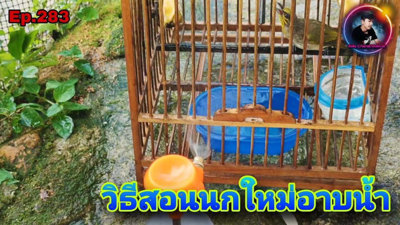 เสียงนกดอกแตงEp.283 วิธีสอนนกดอกแตงใหม่อาบน้ำ ในขันอาบได้เร็วขึ้น(Stripe-throated Bulbul)