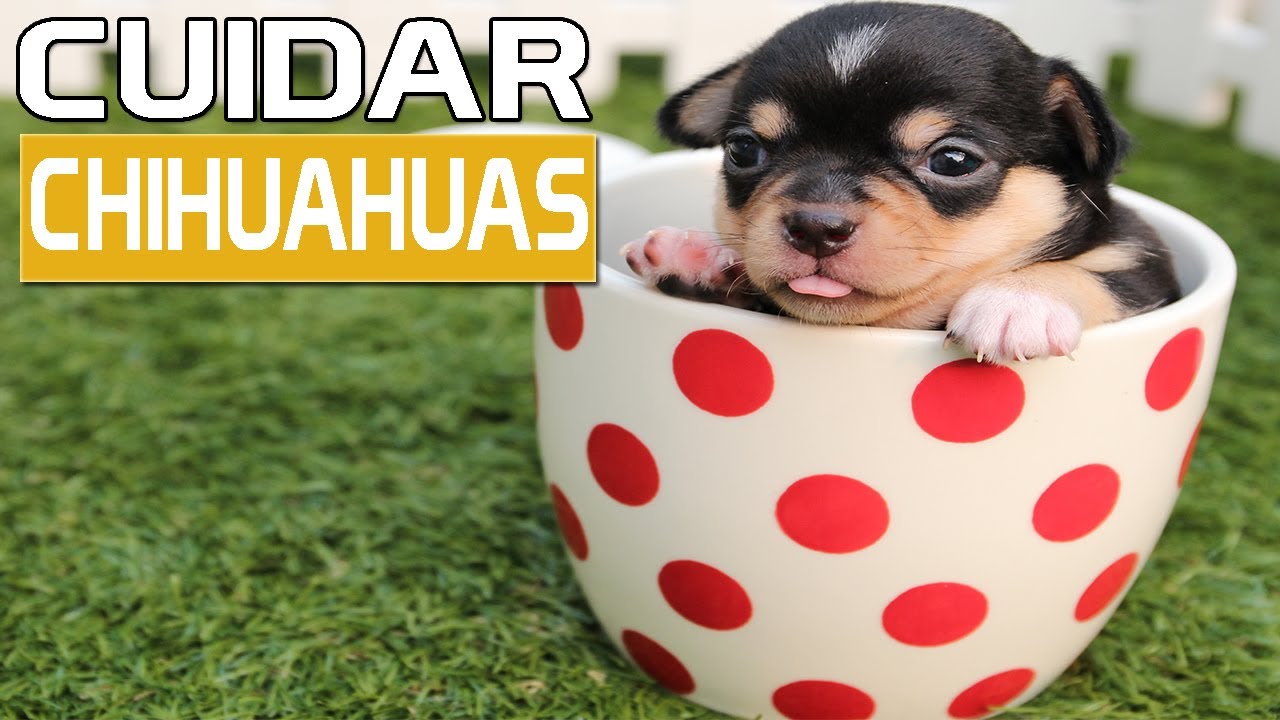 🐕 Como CUIDAR un CHIHUAHUA RECIÉN NACIDO o BEBE | 6 Consejos que debes saber de los Chihuahuas