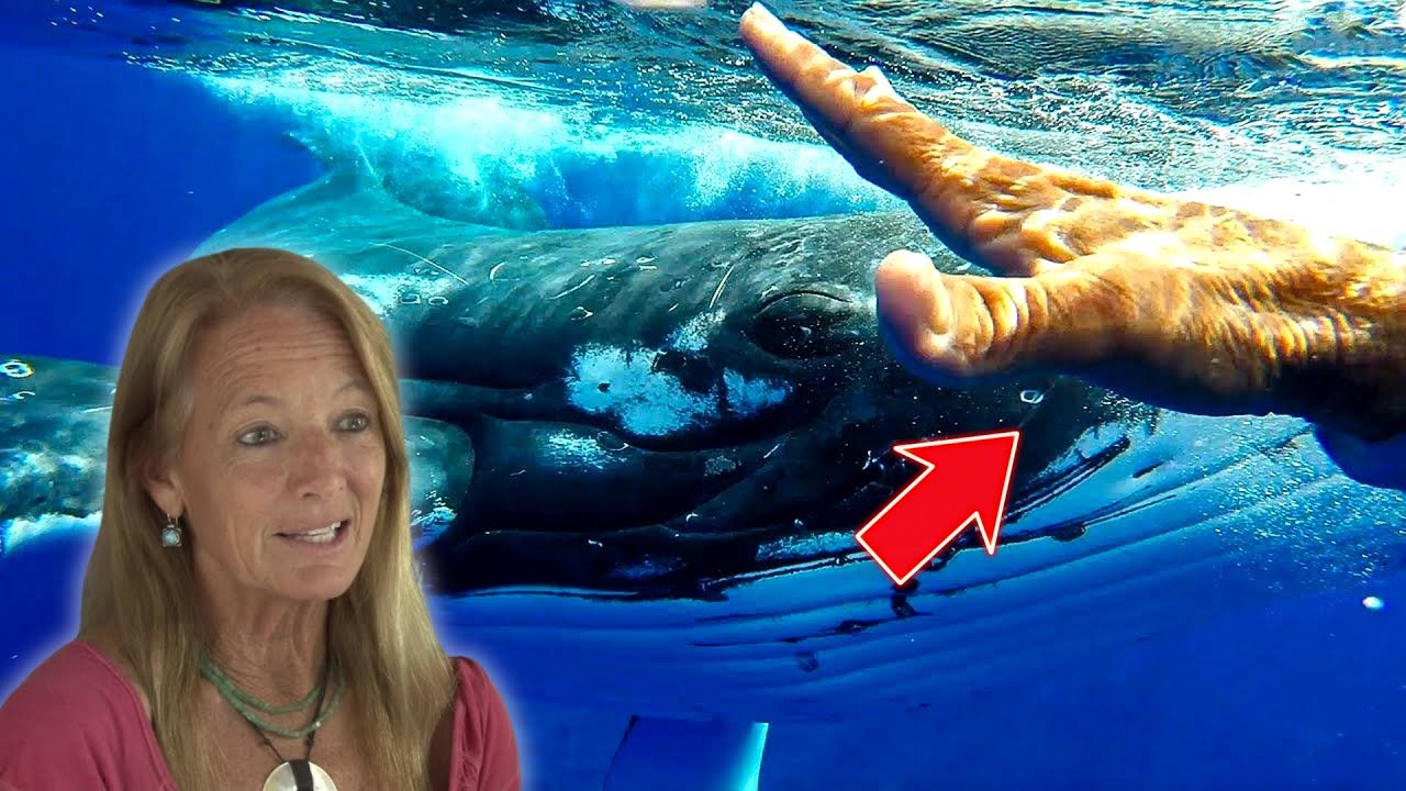 Why Did a Humpback Whale Save a Human? | The Incredible True Story