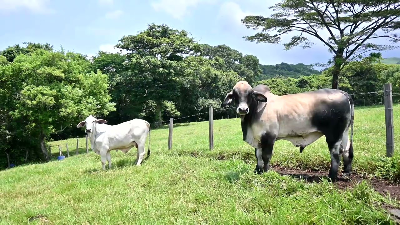 FINCA ALTAMIRA en costa sur de Guatemala, logra el sello Vaca Verde