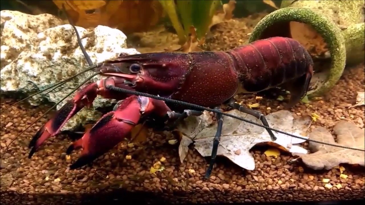 17 Jenis Lobster Terpopuler [LAT]