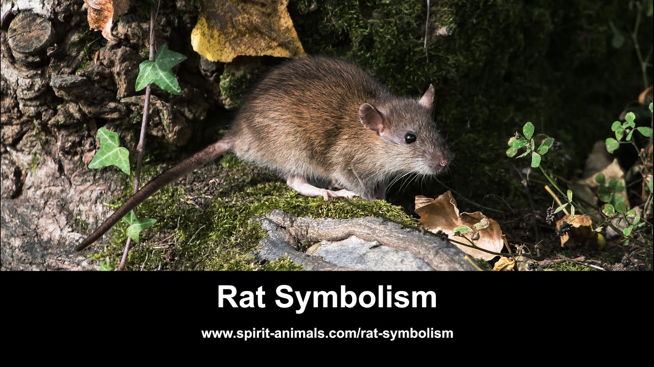 Rat Symbolism