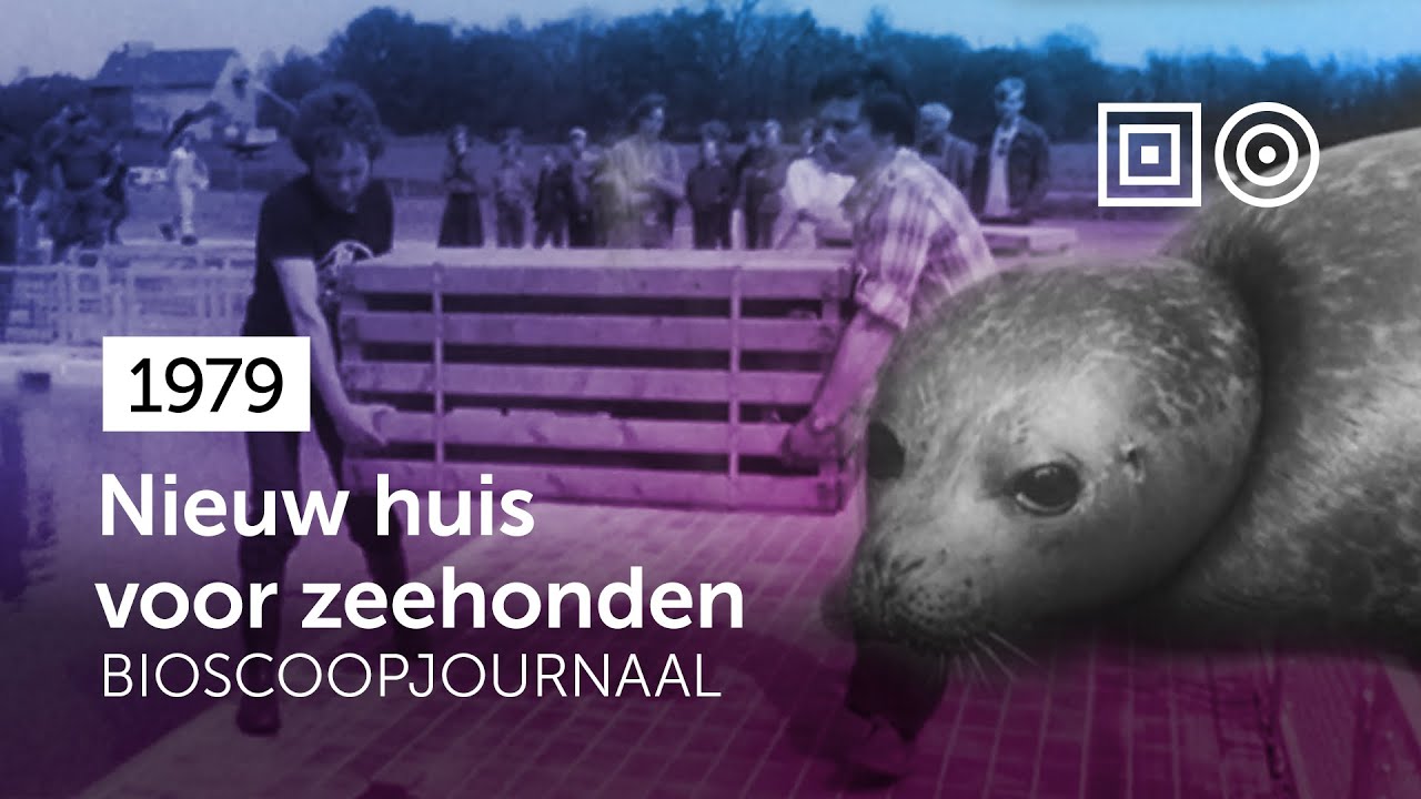 🎞️ Nieuw onderkomen voor zeehonden 🦭 #1979