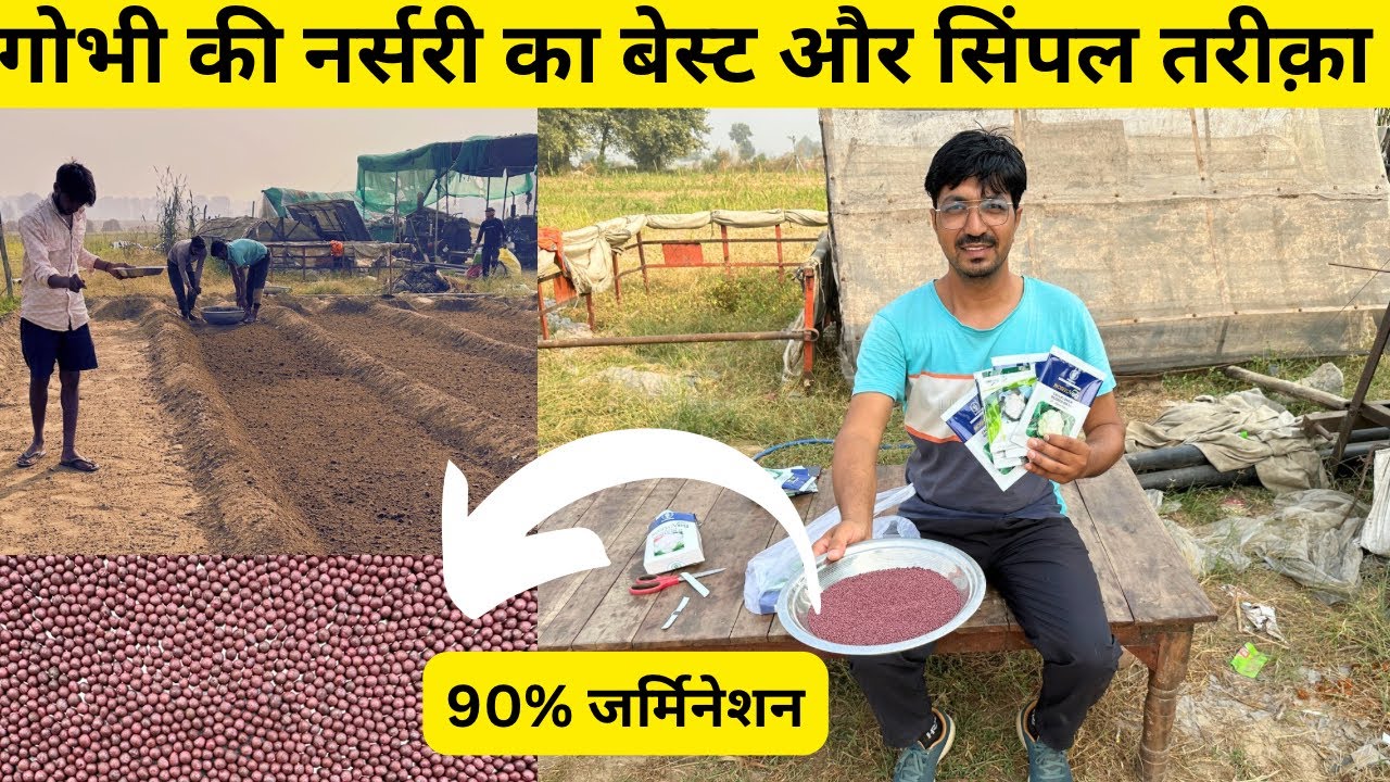 गोभी की नर्सरी कैसे तैयार करें।Cauliflower Farming Gobhi ki nursery ka best tarika gobhi ki kheti