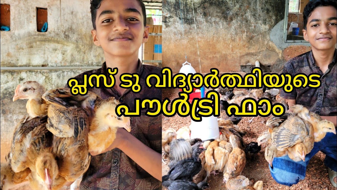 പഠനത്തോടൊപ്പം തന്നെ കോഴികളെ വളർത്തുന്ന ഹനാൻ മറ്റു കുട്ടികൾക്കും മാതൃകയാണ്.hen farming