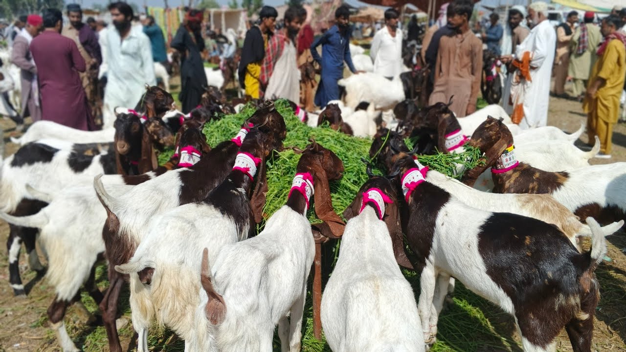 tando Adam bakra Mandi new update (7_3_2026)