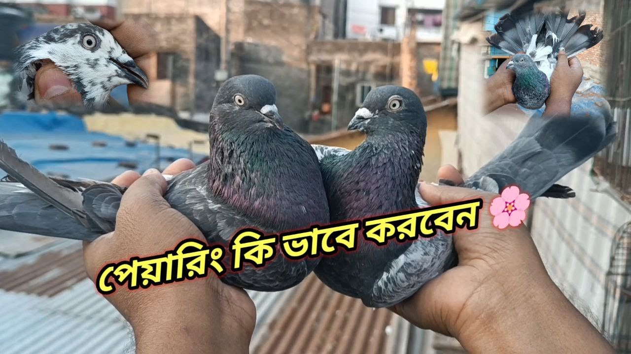 আজ আমরা শিখব কবুতর পেয়ারিং কিভাবে করে🥰  | Miraj Pigeon & Pets