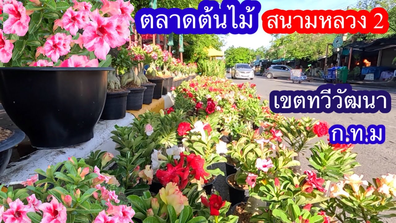 ตลาดต้นไม้่สนามหลวง2เขตทวีวัฒนา ก ท ม เดือน มิถุนายน 2568