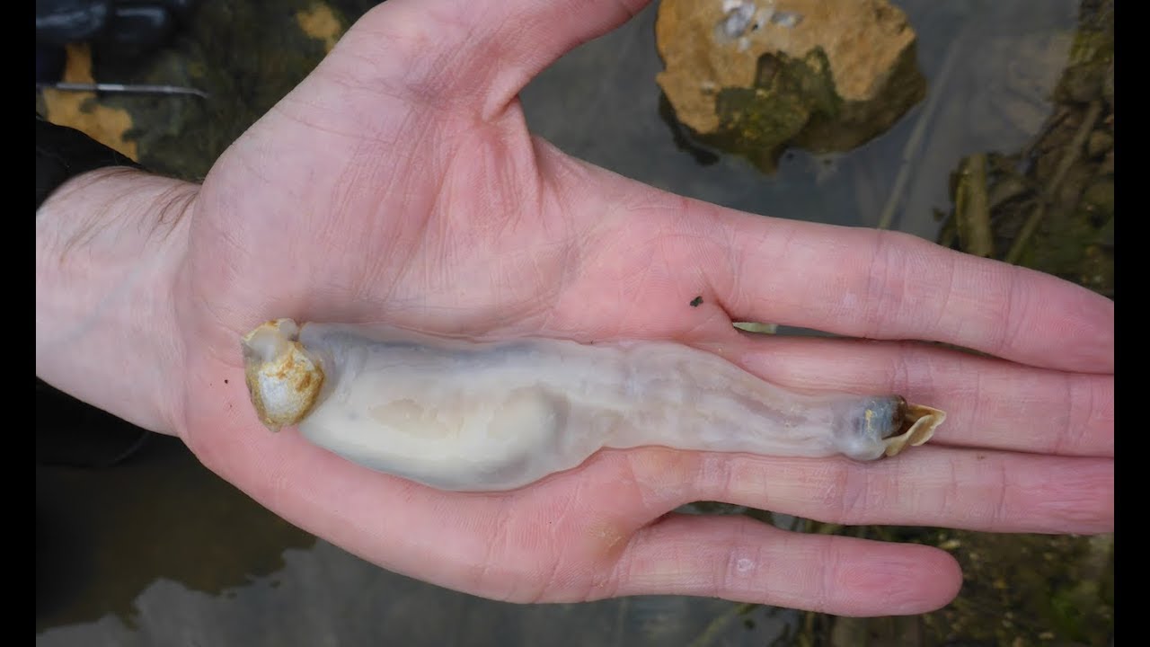 These Clams Eat Rock!