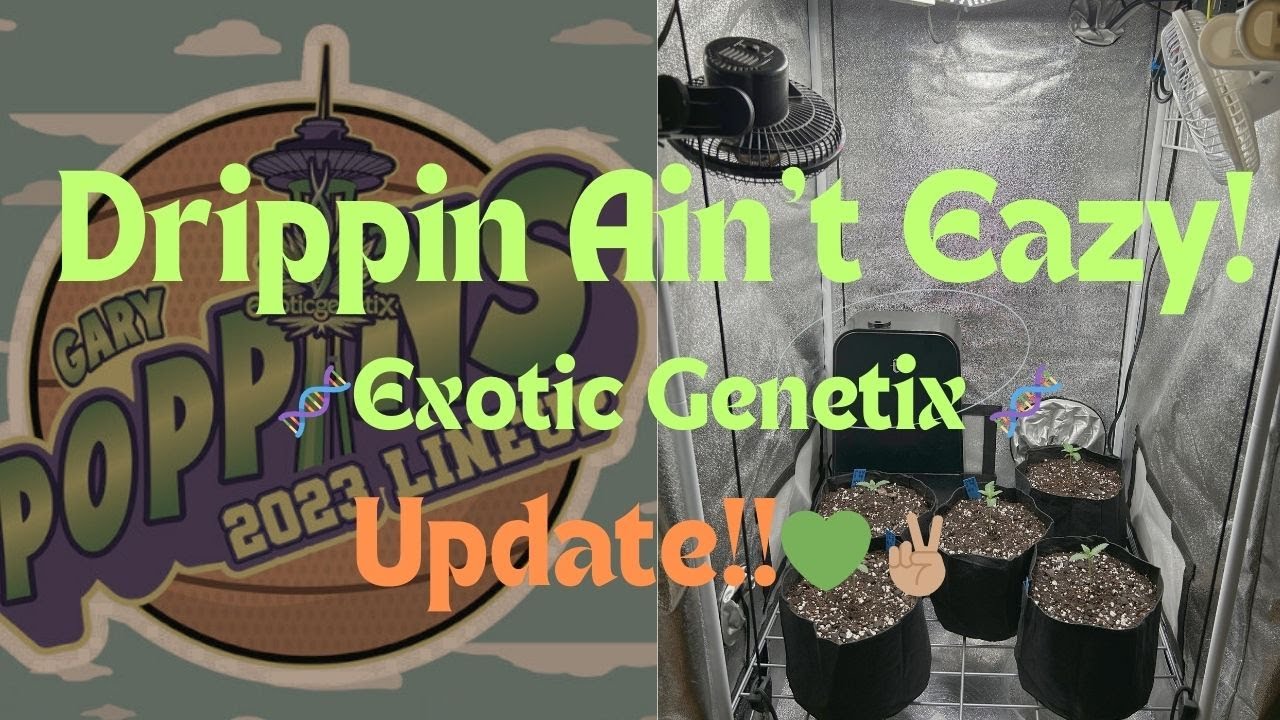 Drippin Aint Eazy Update! Exotic Genetix!