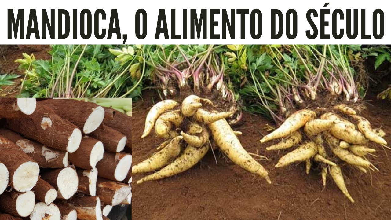 Saiba Tudo Sobre esse Alimento Incrível e Conheça as Novas Variedades!