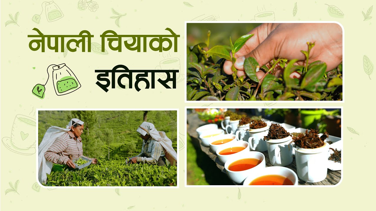 नेपाली चियाको इतिहास