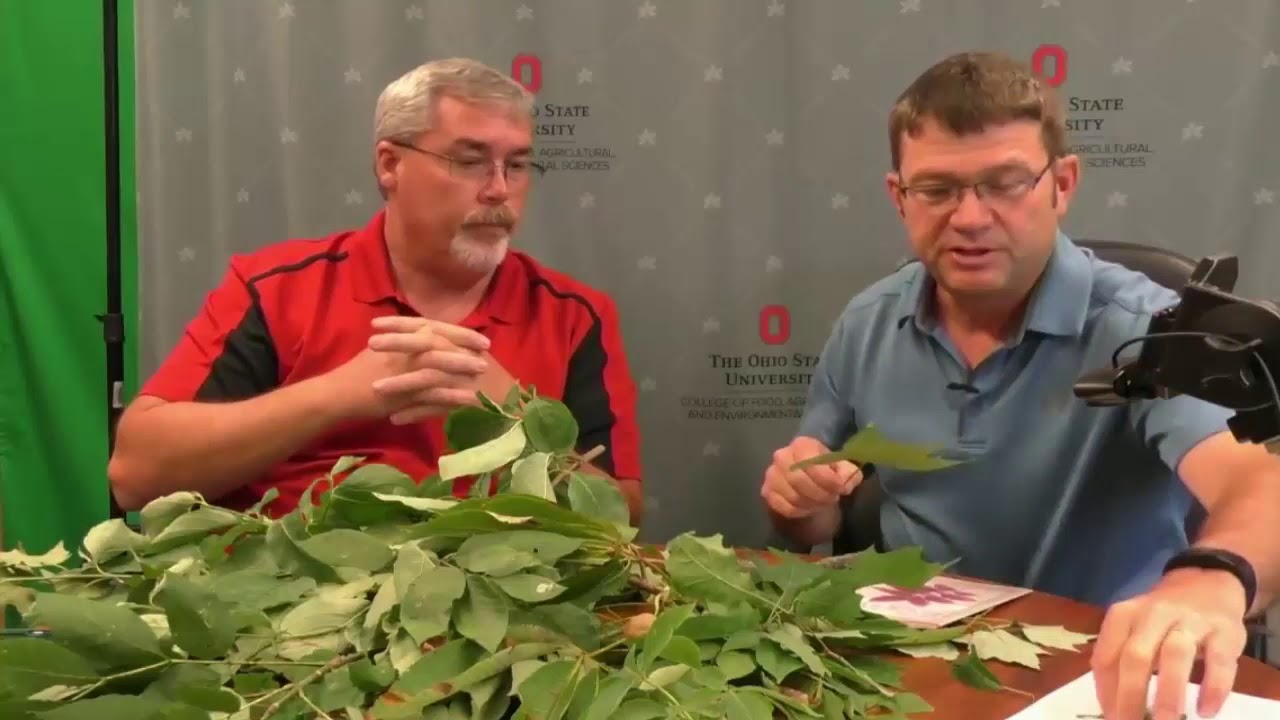 Where to start Tree IDENTIFICATION for the beginner !