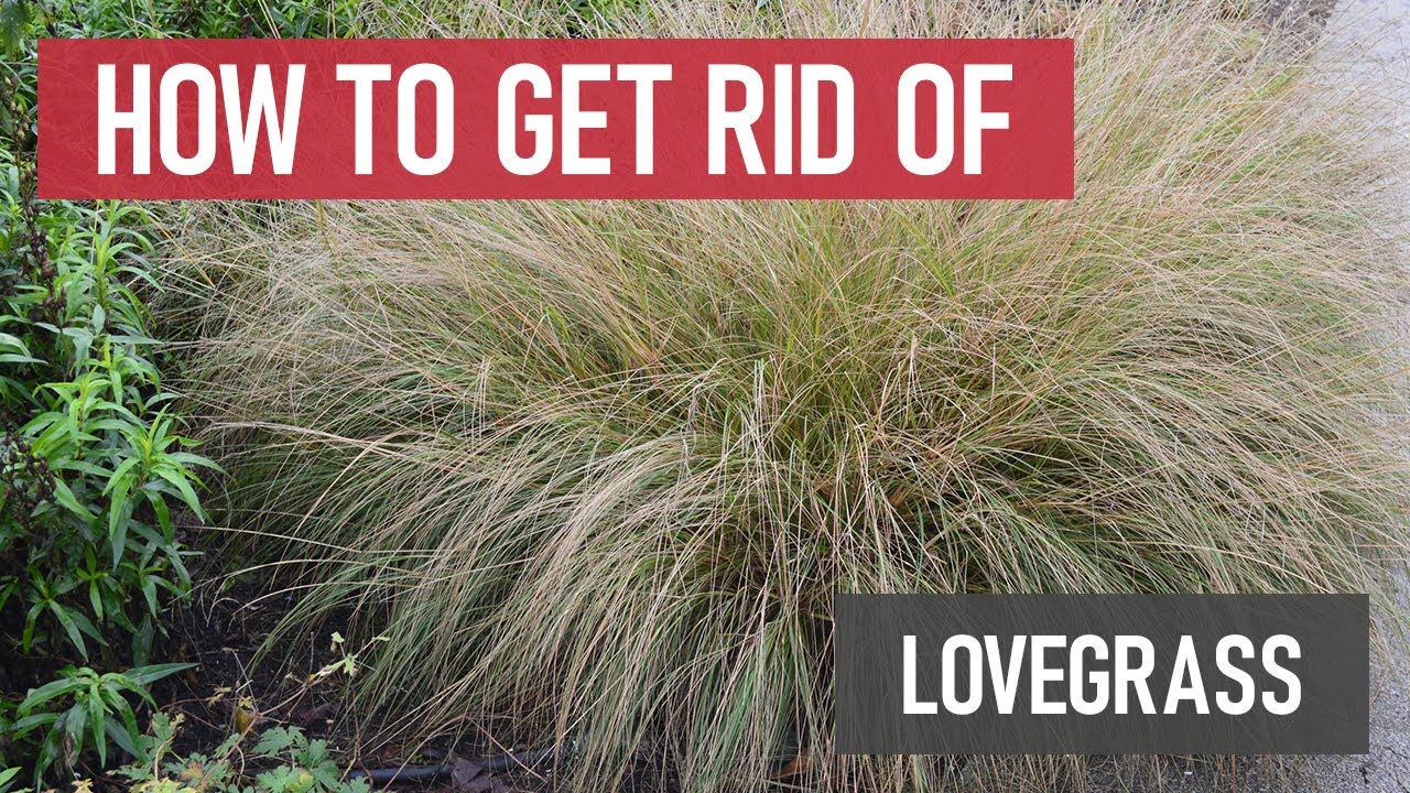 How to Control Lovegrass [DIY Weed Management]