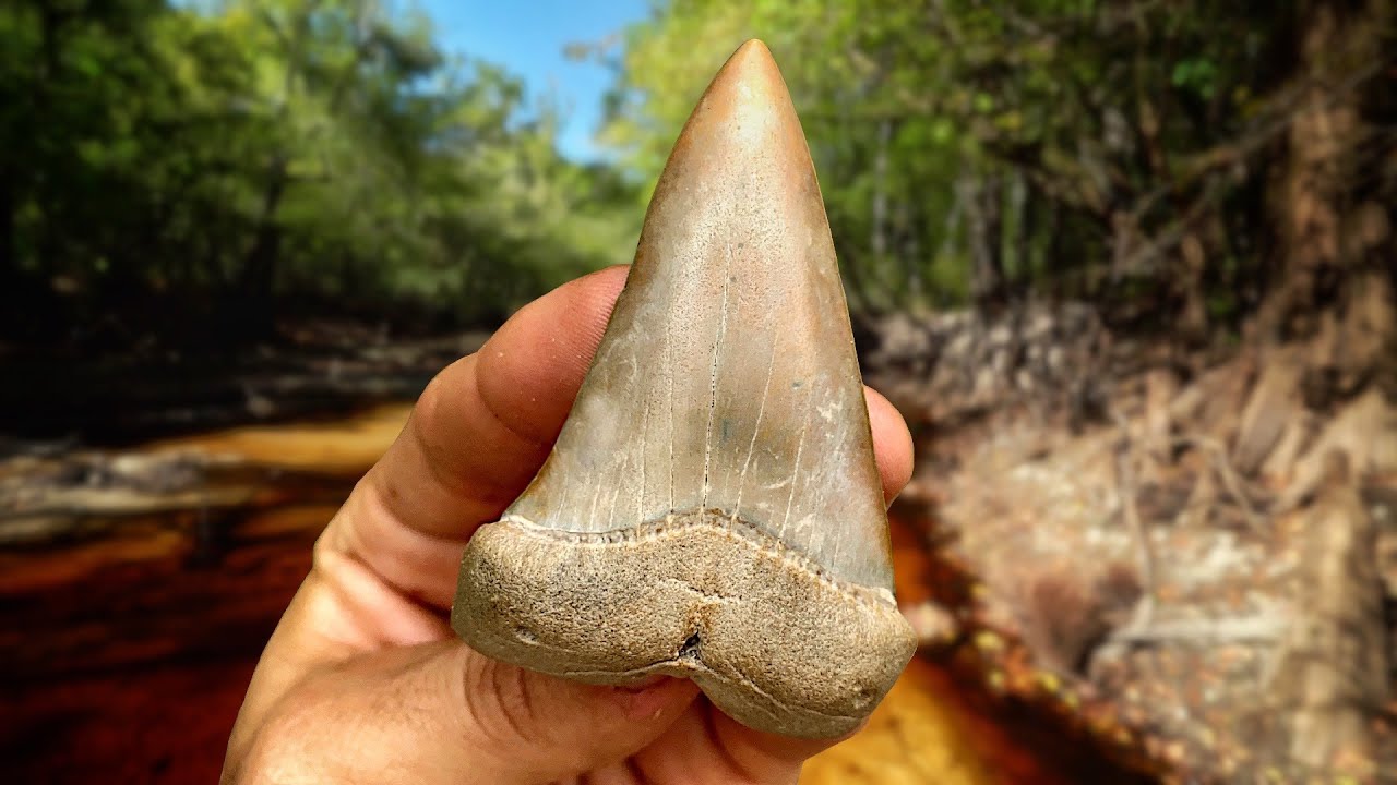 Swamp Exploration for Fossil Shark Teeth in Florida | Hunting for Megalodon Teeth