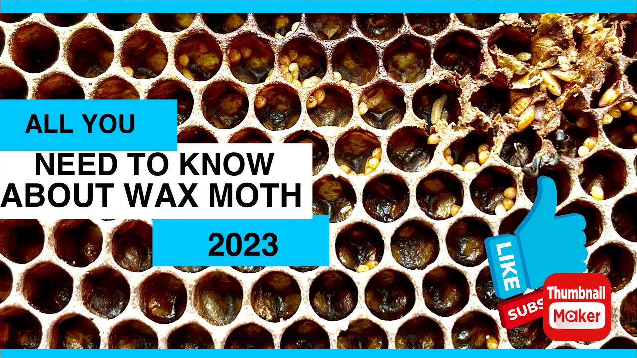 ALL YOU NEED TO KNOW ABOUT WAX MOTH - BEEKEEPING