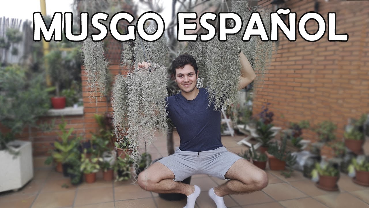 CUIDADOS de la TILLANDSIA USNEOIDES (y PROPAGACIÓN)