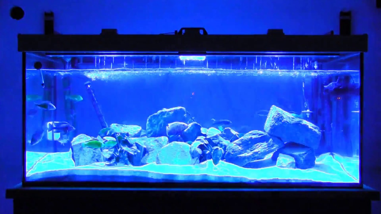Gewitter im Malawi Aquarium