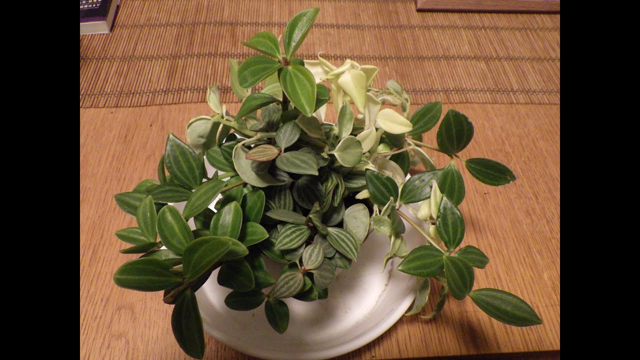 ペペロミアを植え替えながら植物の育て方について