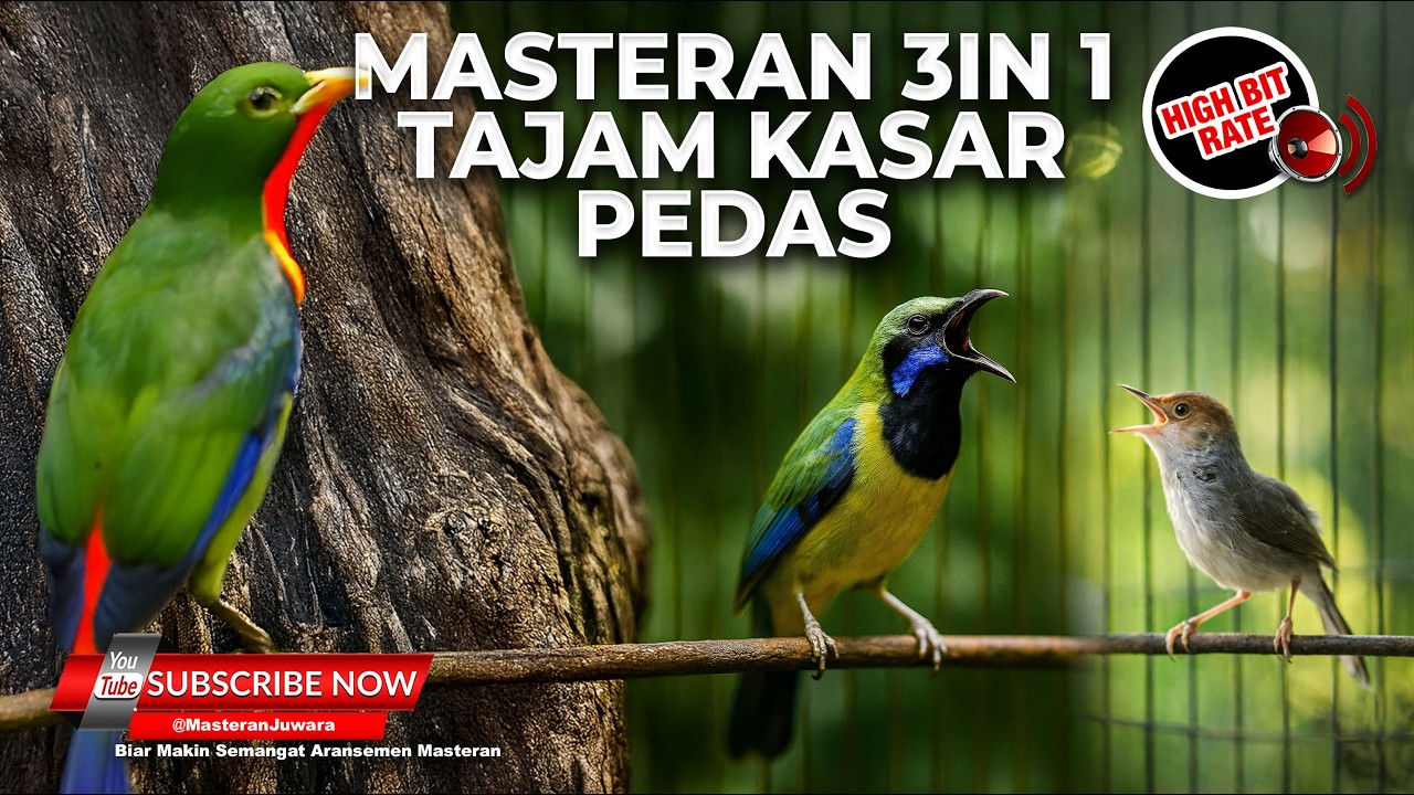 🔴Live Masteran Komiliasi Cucak Cungkok Super Gacor Prenjak Tir Panjang vs Sogon Gacor Nembak Rapet