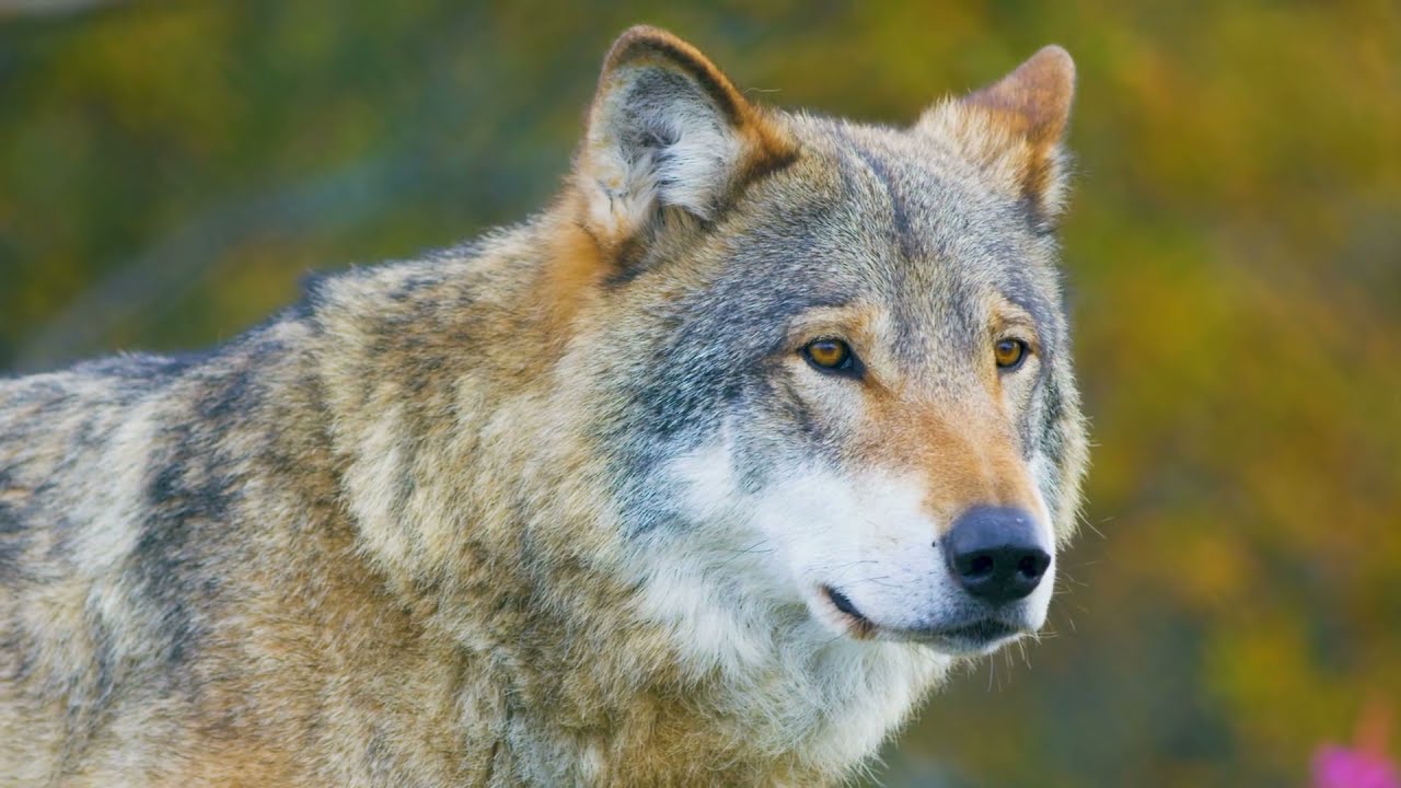 How should we manage Baltic and Central European wolf populations?