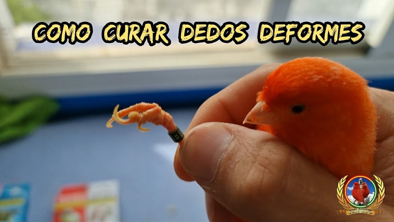 Como curar dedos deformes y patas de rana 🐸 en canarios 🐥.