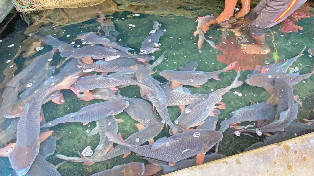 Collecting Big Grass Carp Fish Egg And Semen | Fish Breeding System