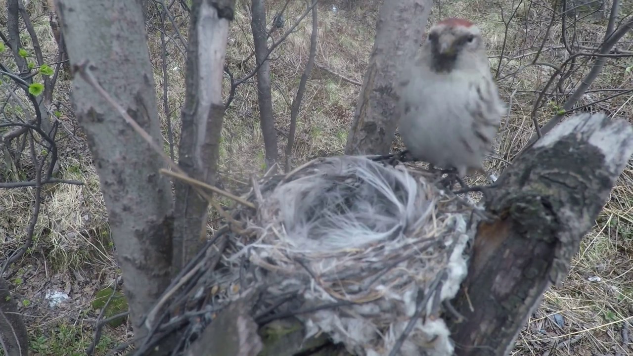 Чечетка (лат. Carduelis flammea)