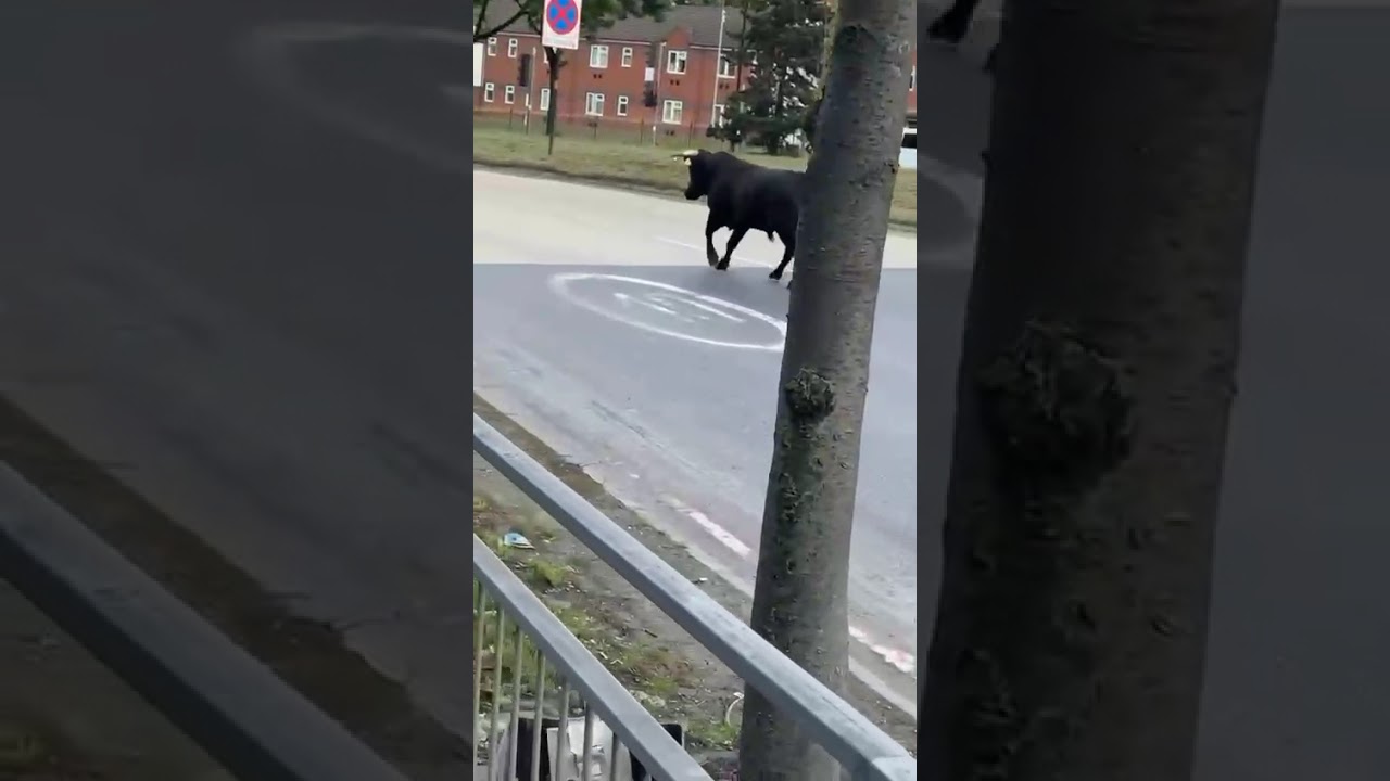 loose bull on smallheath highway Birmingham uk